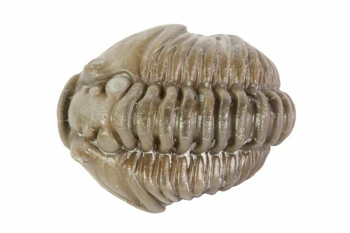 , Partially Enrolled Flexicalymene Trilobite - Ohio #68585